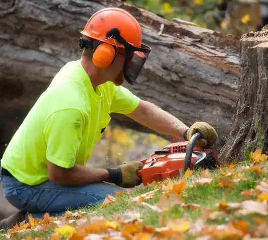 tree services Darrtown